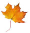 newcflp003020.jpg